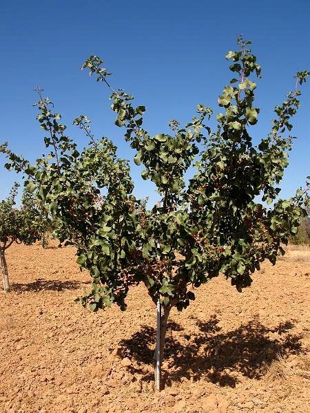 Arbol joven de pistacho (2)